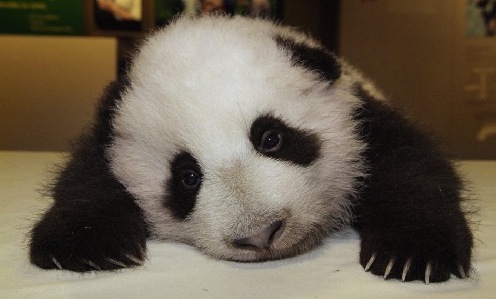 babypanda