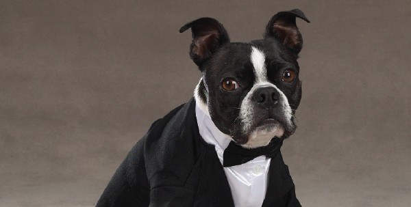 dog_wedding_03