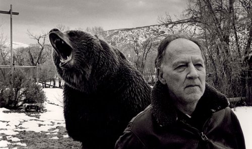 herzog-bear